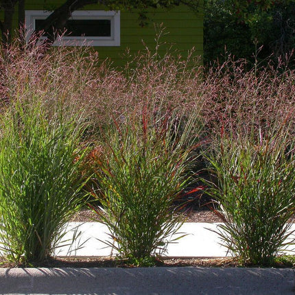 1000 Switchgrass Native Grass Seed - Seed World