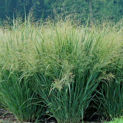 1000 Switchgrass Native Grass Seed - Seed World