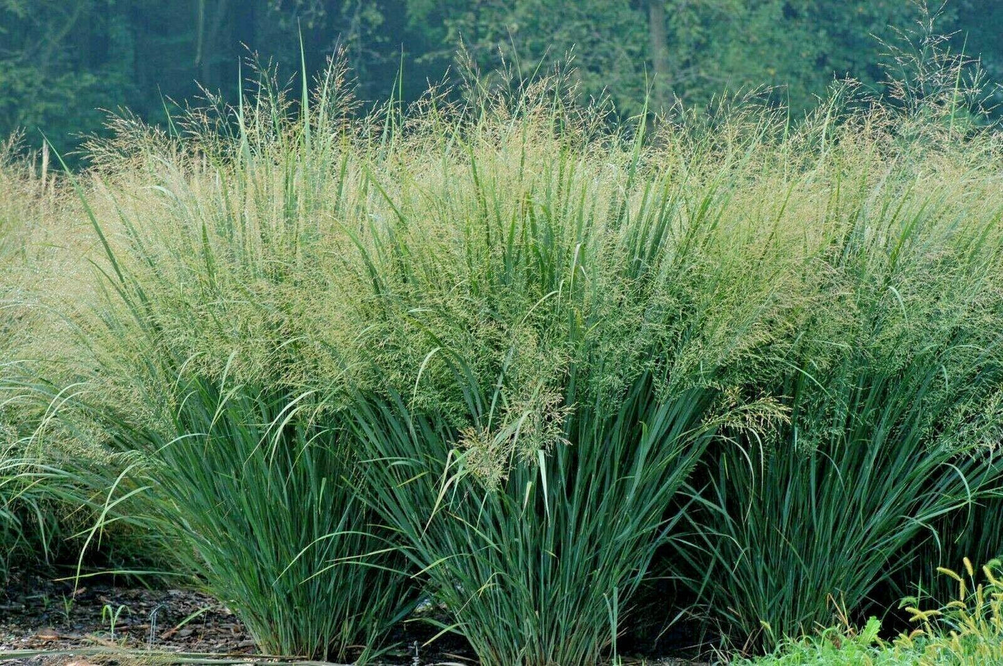 1000 Switchgrass Native Grass Seed - Seed World