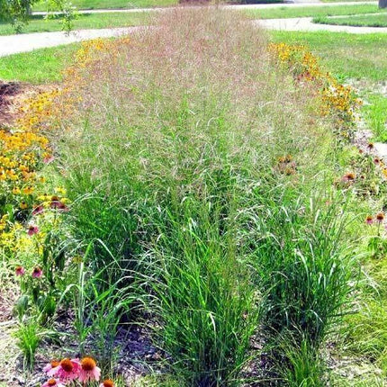 1000 Switchgrass Native Grass Seed - Seed World