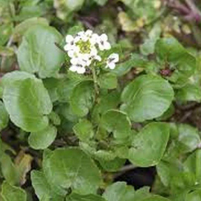 1,000 Watercress Seeds - Seed World