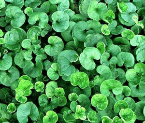 1000 Lawn Leaf - Dichondra Repens Seeds - Seed World