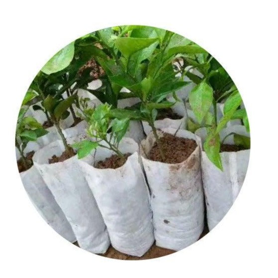 100/200 Biodegradable Non-Woven Plant Grow Bags - Seed World