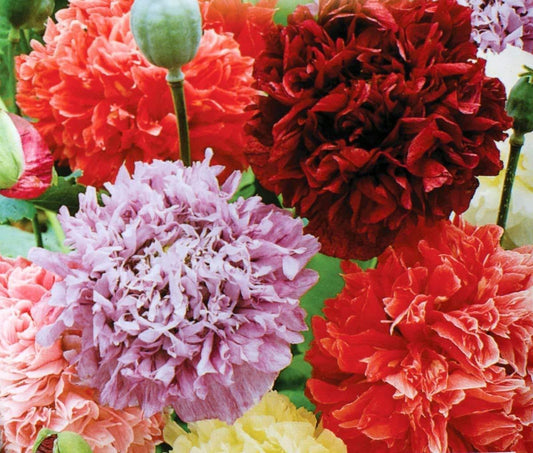100 Poppy Peony Double Mixed Seeds