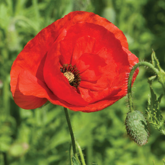 100 Poppy Flower Seeds - American legion