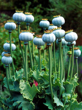 100 Poppy Flower Seeds - Amaerican legion