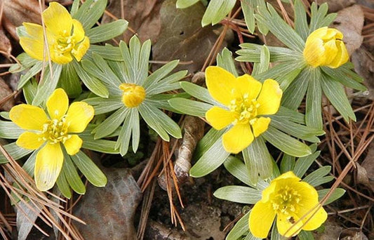 20 Winter Aconite (Eranthis Hyemalis) Seeds - Seed World