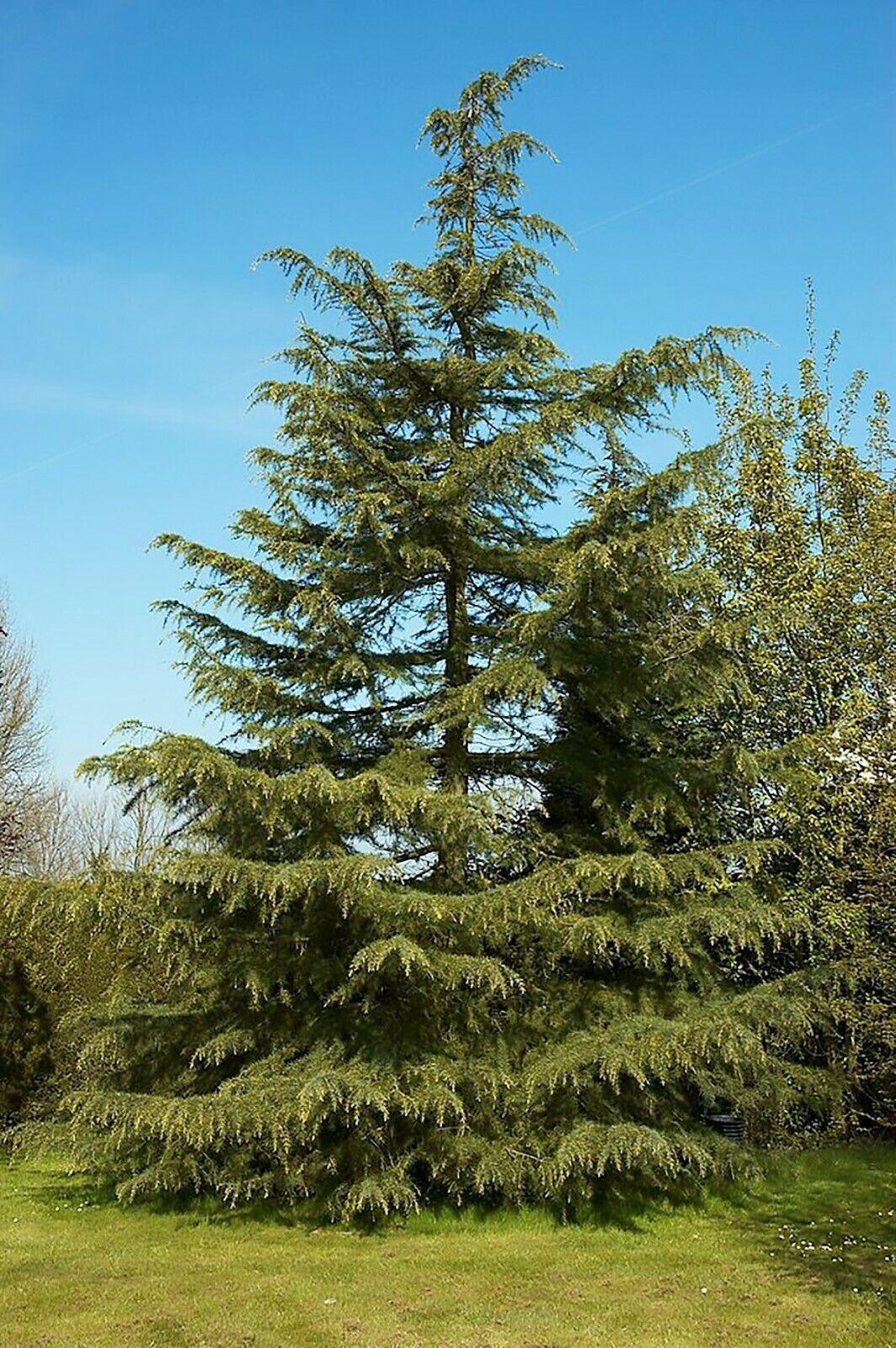 10 Cedrus Deodara Seeds - Himalayan Cedar - Seed World