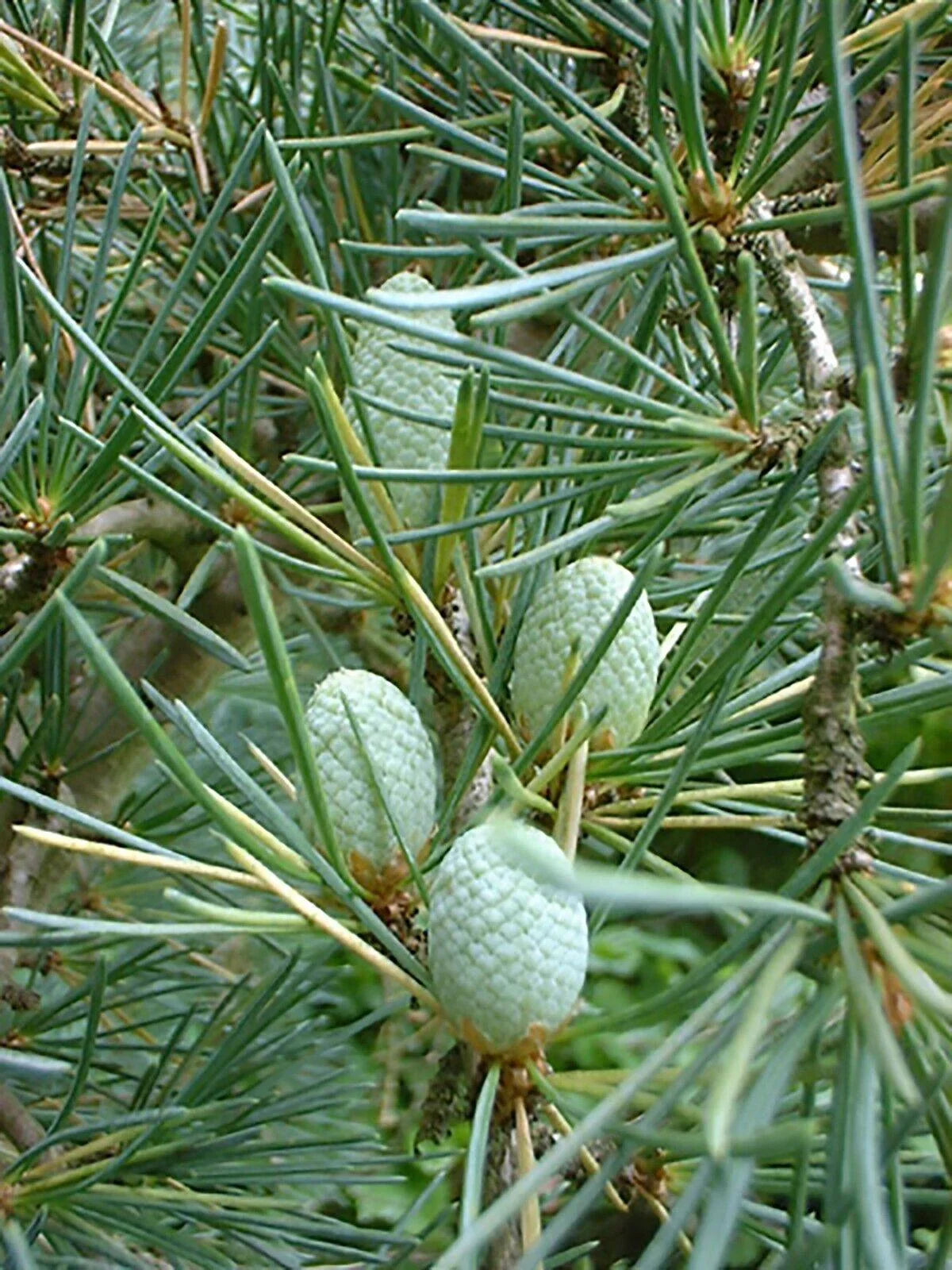 10 Cedrus Deodara Seeds - Himalayan Cedar - Seed World