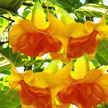10 Double Bright Yellow Orange Angel Trumpet Seeds