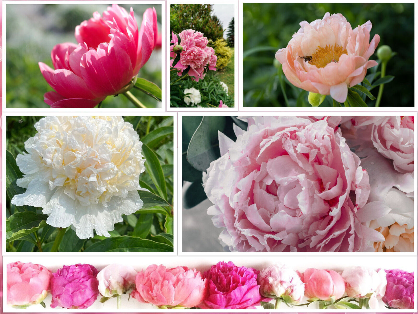10 Peony Seeds - Paeonia suffruticosa