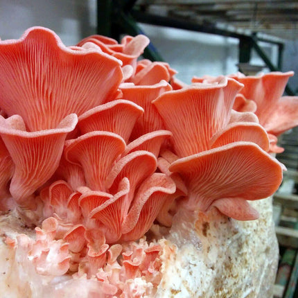 10g Fresh Pink Oyster Mushroom Seeds - Seed World