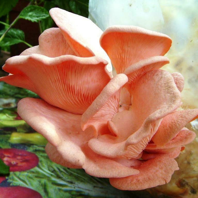 10g Fresh Pink Oyster Mushroom Seeds - Seed World