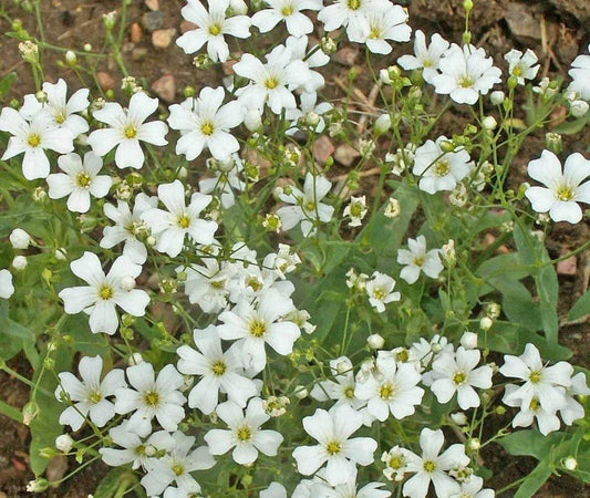 1140 Baby’s Breath Flower Seeds - Seed World