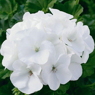 12 Maver­ick White Geranium Seeds - Seed World