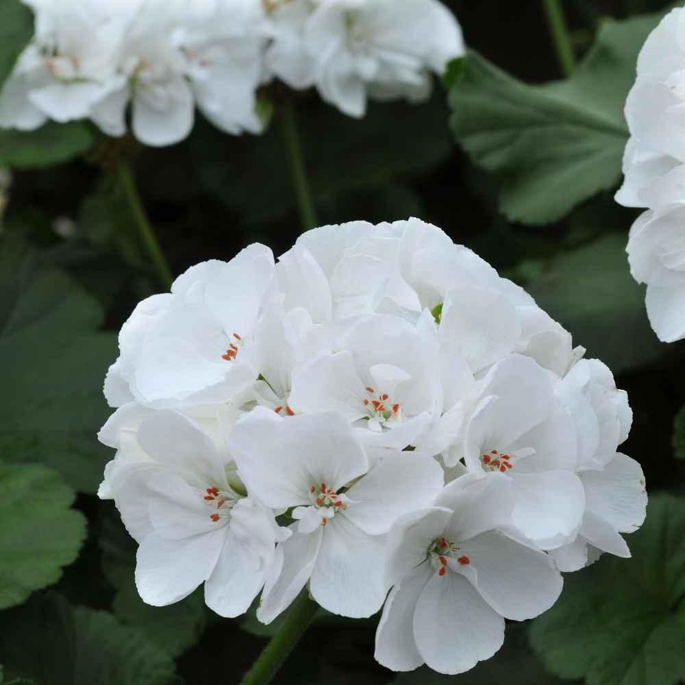 12 Maver­ick White Geranium Seeds - Seed World