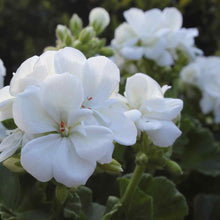 12 Maver­ick White Geranium Seeds - Seed World