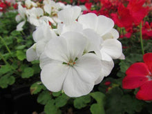 12 Maver­ick White Geranium Seeds - Seed World