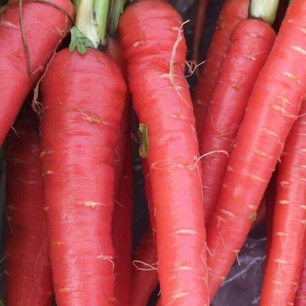 1200 Atomic Red Carrots (Daucus Carota) Seeds - Seed World