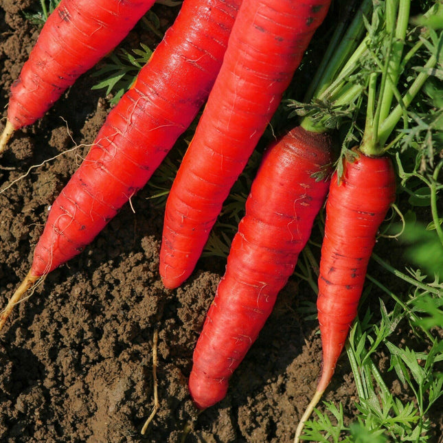 1200 Atomic Red Carrots (Daucus Carota) Seeds - Seed World