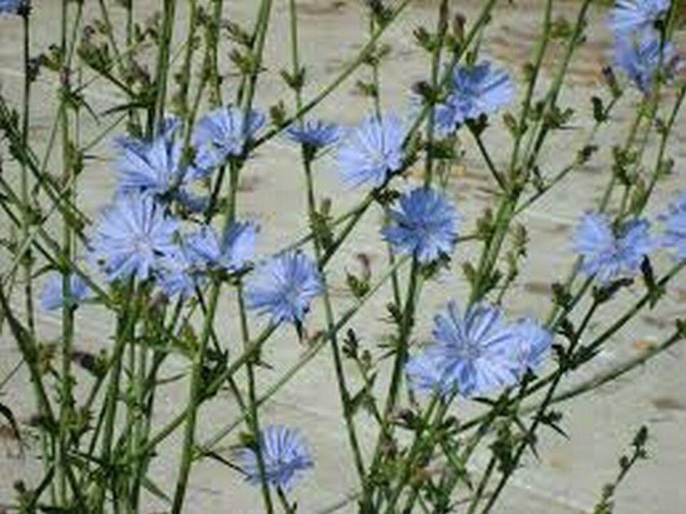 1200 Chicory - Italian Dandelion Seeds - NON-GMO - Seed World
