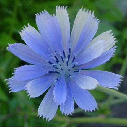 1200 Chicory - Italian Dandelion Seeds - NON-GMO - Seed World
