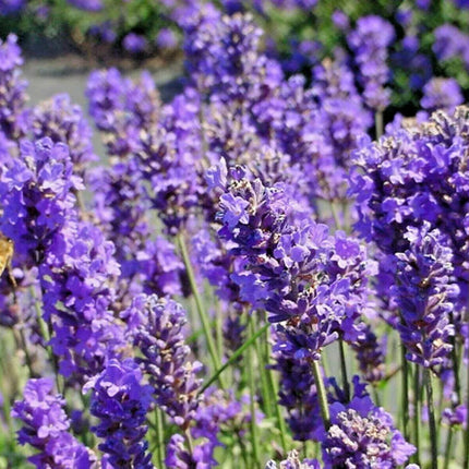 1200+ Lavender Seeds - Seed World