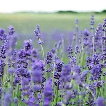 1200+ Lavender Seeds - Seed World