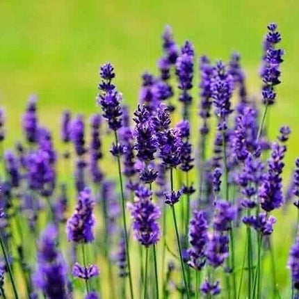 1200+ Lavender Seeds - Seed World