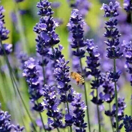 1200+ Lavender Seeds - Seed World