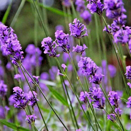 1200+ Lavender Seeds - Seed World