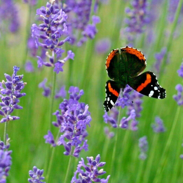 1200+ Lavender Seeds - Seed World