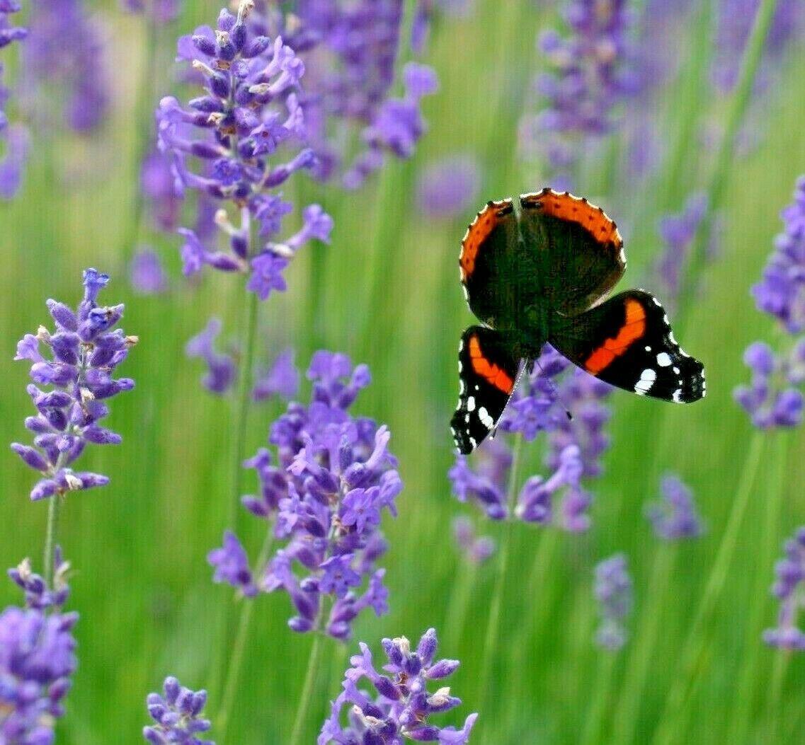 1200+ Lavender Seeds | Spring Perennial Garden Mosquito Insect Repellent - Seed World