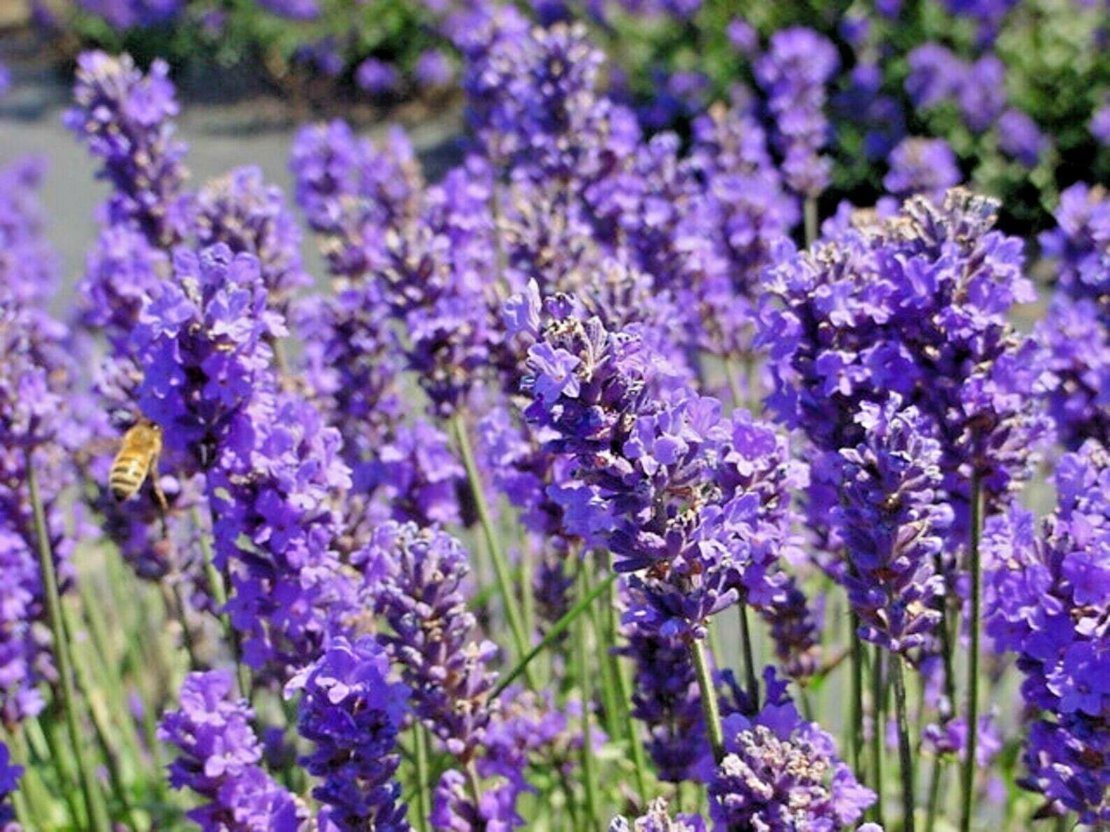 1200+ Lavender Seeds | Spring Perennial Garden Mosquito Insect Repellent - Seed World
