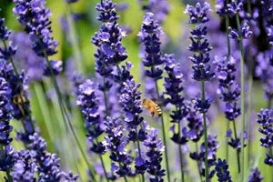 1200+ Lavender Seeds | Spring Perennial Garden Mosquito Insect Repellent - Seed World