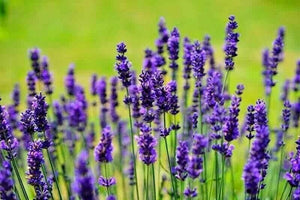 1200+ Lavender Seeds | Spring Perennial Garden Mosquito Insect Repellent - Seed World