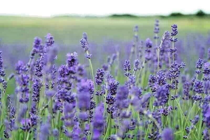 1200+ Lavender Seeds | Spring Perennial Garden Mosquito Insect Repellent - Seed World
