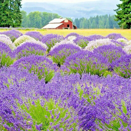 1200+ Lavender Vera Seeds - Seed World