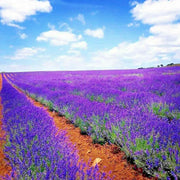 1200+ Lavender Vera Seeds - Seed World