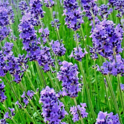 1200+ Lavender Vera Seeds - Seed World
