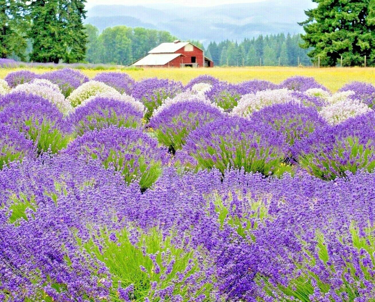 1200+ Lavender Vera Seeds - Seed World