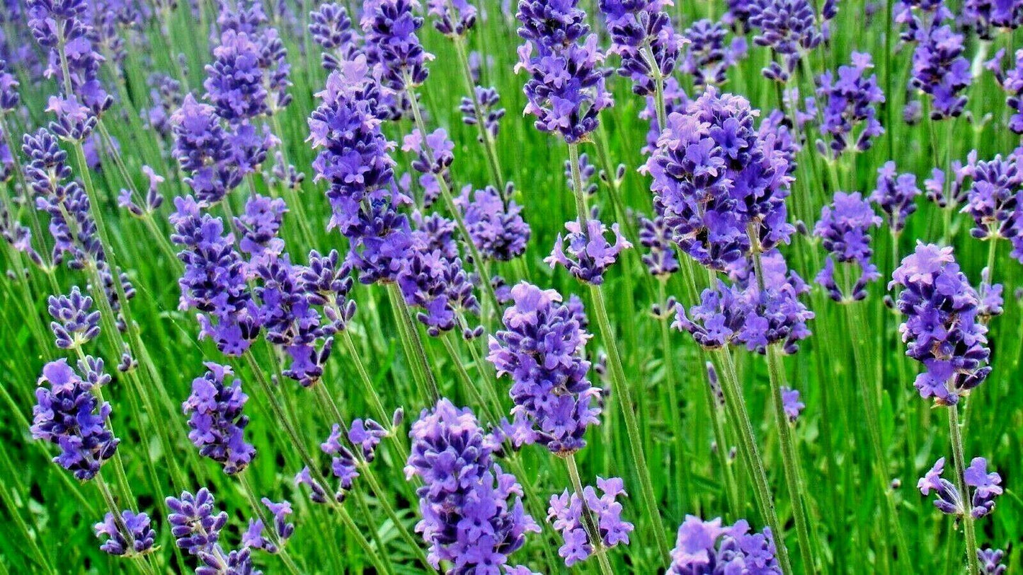 1200+ Lavender Vera Seeds - Seed World