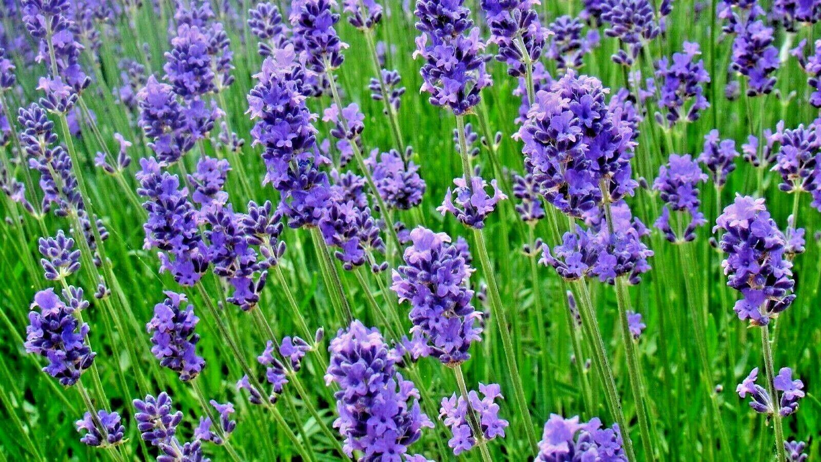 1200+ Lavender Vera Seeds - Seed World