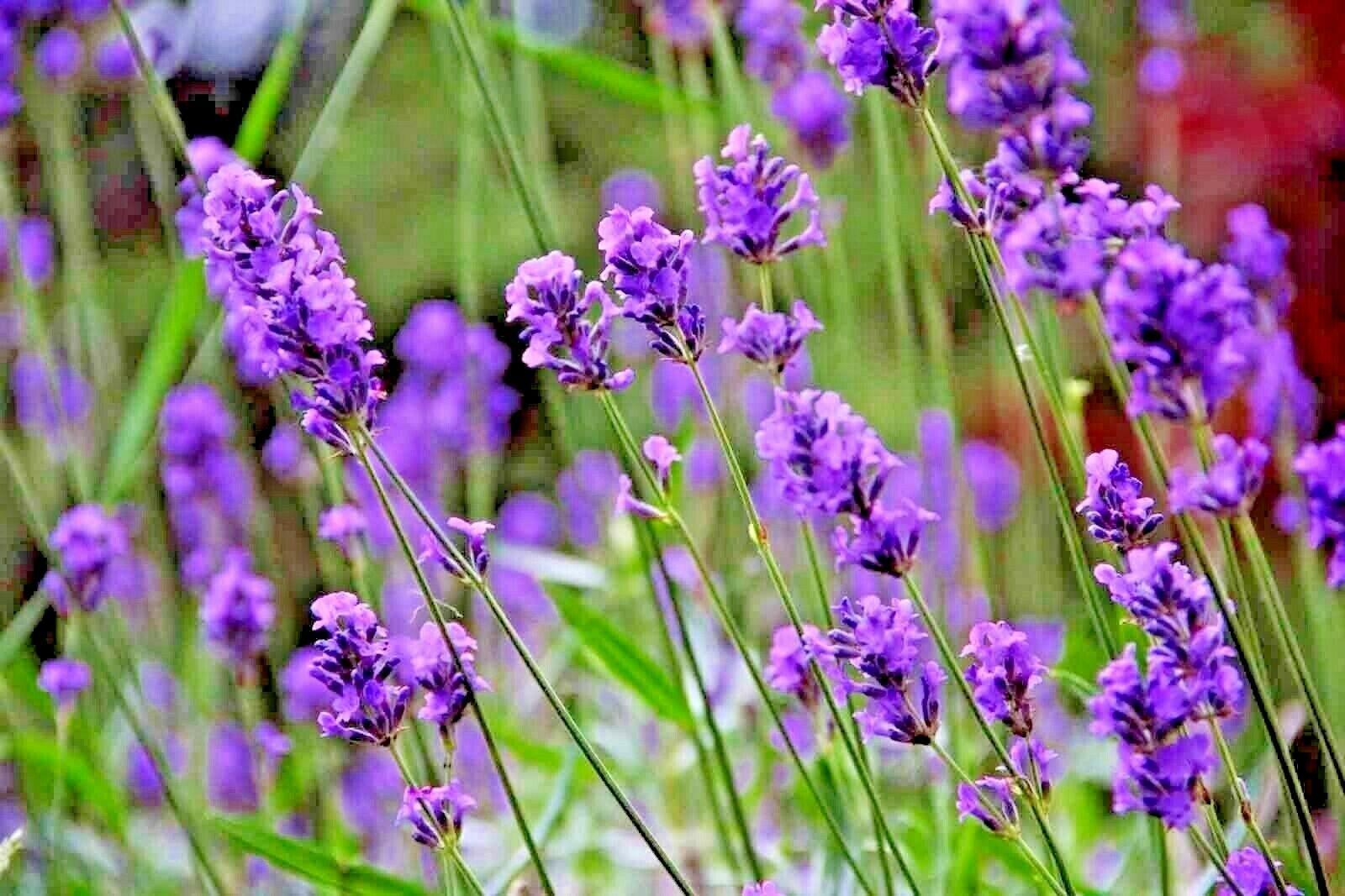 1200+ Lavender Vera Seeds - Seed World