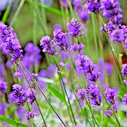 1200+ Lavender Vera Seeds - Seed World