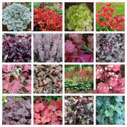 1200 Mix Coral Bells Heuchera Shade Seeds - Seed World