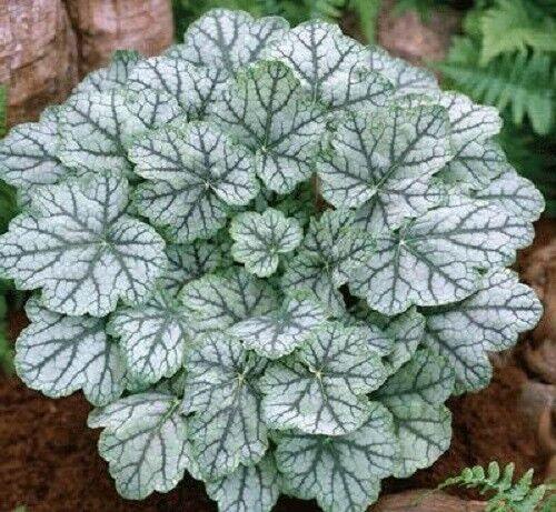 1200 Mix Coral Bells Heuchera Shade Seeds - Seed World