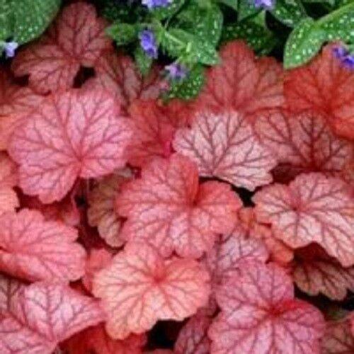 1200 Mix Coral Bells Heuchera Shade Seeds - Seed World