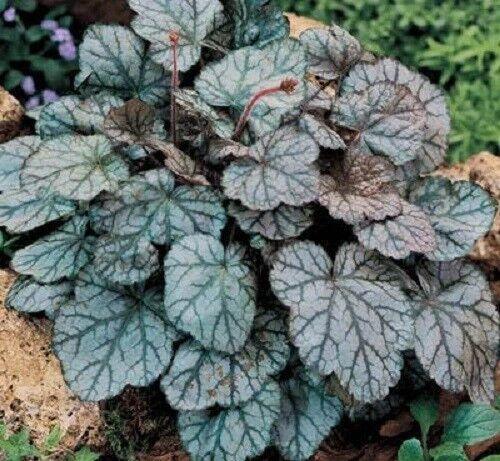 1200 Mix Coral Bells Heuchera Shade Seeds - Seed World