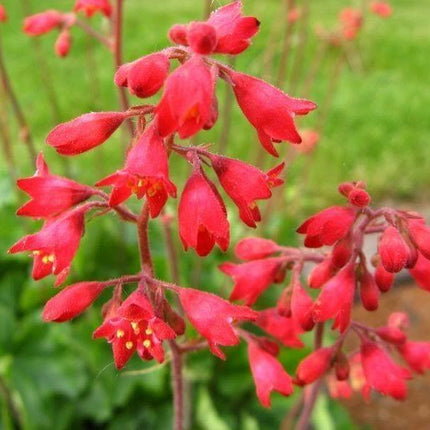 1200 Mix Coral Bells Heuchera Shade Seeds - Seed World